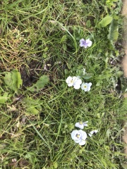 What is the name of this flower?