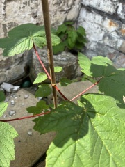 What is this plant?