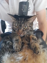 Do you speak 'cat'?