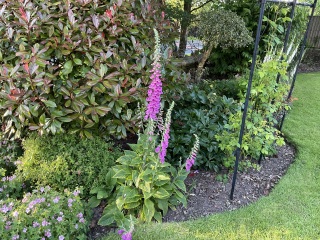 What have you done in the garden today? Part 5