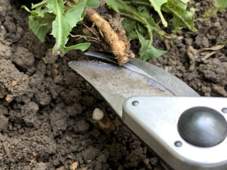 Does anyone know what these weeds/plants are?