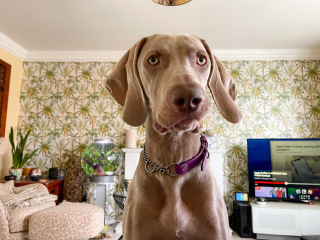 Then and Now - Your Puppy to Adult Dog Photos