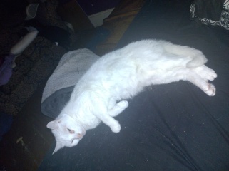 The One where TC moved to Scotland and joined the Excellent Cats