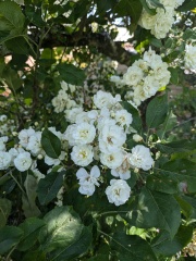 Identify this White Rose!