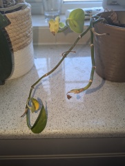 Help! Tradescantia