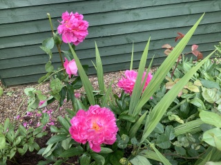 What have you done in the garden today? Part 5
