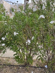 More Greek plants?