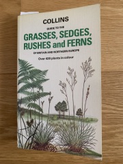 Any ideas what this grass is?