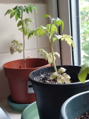 Indoor bush tomato seedlings stalled