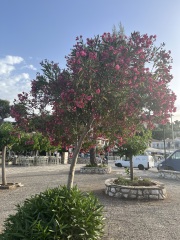 More Greek plants?