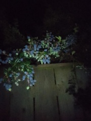 Can anyone identify what blue type of Berry's there's are