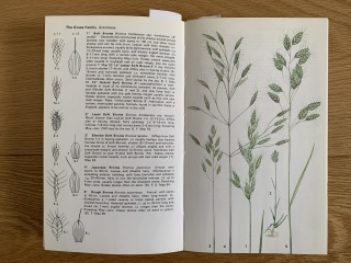 Any ideas what this grass is?