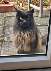 The One where TC moved to Scotland and joined the Excellent Cats