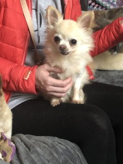 Please tell me about your chihuahua, the good and the bad!