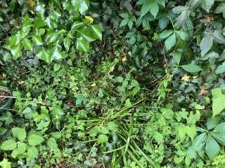 What to plant in shady tree covered area
