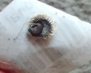 What is this? Is it larve / grub?