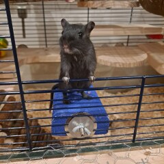 Shall we have a pet thread? Something nice for over the weekend 😁