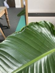 Help with my Birds Of Paradise