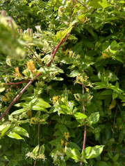 Climbers with a long flowering season