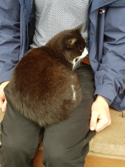 The One where TC moved to Scotland and joined the Excellent Cats