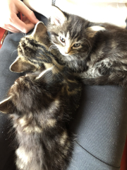 The One where TC moved to Scotland and joined the Excellent Cats