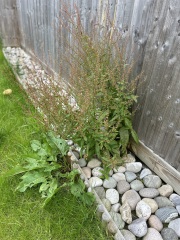 Does anyone know what these weeds/plants are?