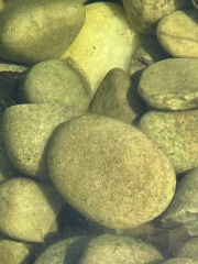 What’s this in my pond?
