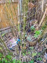 What can I do for this Bamboo?