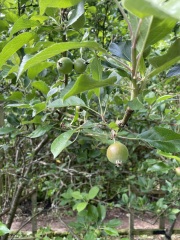 Can you help me identify these apple trees?