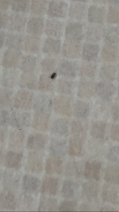 Black mites in UK kitchen