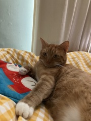 Sense check - how often is your cat sick?