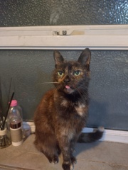 The One where TC moved to Scotland and joined the Excellent Cats