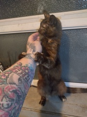 The One where TC moved to Scotland and joined the Excellent Cats