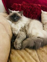 Shall we have a pet thread? Something nice for over the weekend 😁