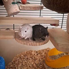 Shall we have a pet thread? Something nice for over the weekend 😁