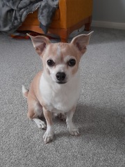 Please tell me about your chihuahua, the good and the bad!