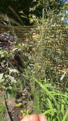 What is this plant?