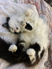 Do you speak 'cat'?