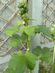 Hollyhocks