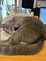 The One where TC moved to Scotland and joined the Excellent Cats