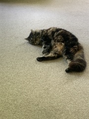 Smell of cat food - any tips? (Gratuitous cat pics attached)