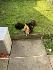 Neighbourhood kittens