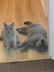 Stitch and bitch thread #9. I have pressing concerns