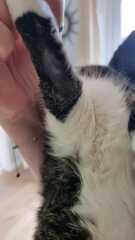 Bald spots on indoor cat