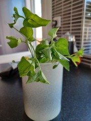 Is this bindweed? Cannot identify this invasive plant.
