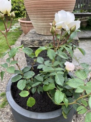 What have you done in the garden today? Part 5