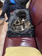 The One where TC moved to Scotland and joined the Excellent Cats