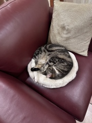 The One where TC moved to Scotland and joined the Excellent Cats