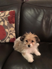 Then and Now - Your Puppy to Adult Dog Photos