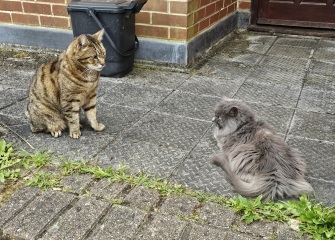 TC part 6.  The Furry Menace.